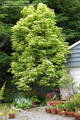 Acer Pseudoplantanus